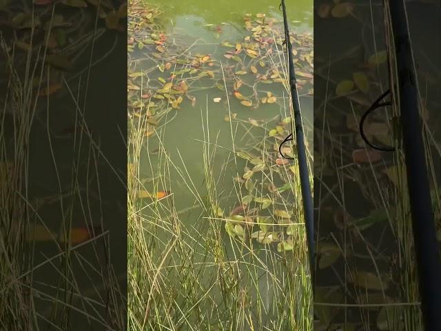 Carp fishing surface fishing carp takes bread of the surface of the water