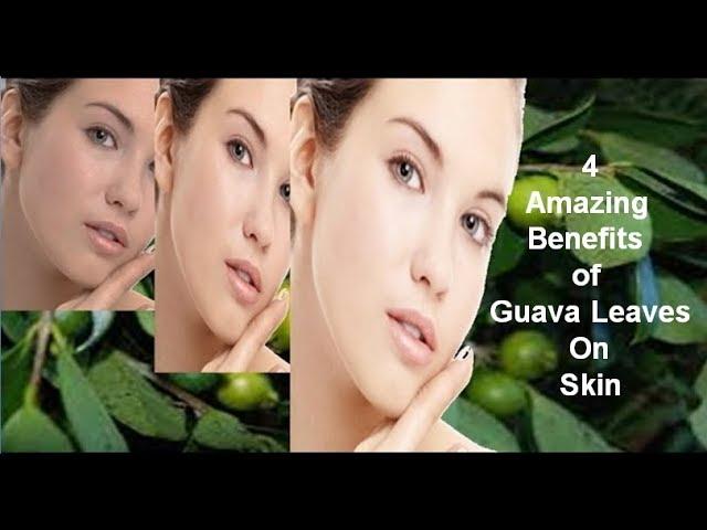 Guava Leaves For Skin It's Amazing | Natural Treatment & Home Remedies