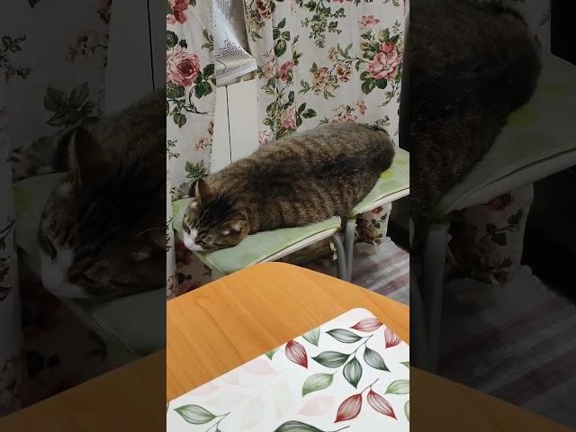 Утро начинается как обычно #котвася #котозавр