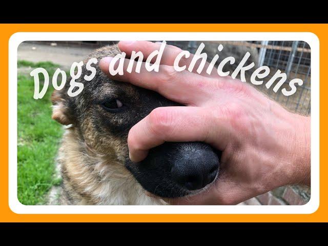 Dogs and chickens on the Frosya, Glasha and Dunyasha channel