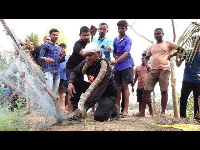 जाल में फंसा हुआ था दुनिया का सबसे खतरनाक सांप किंग कोबरा | King Cobra Rescue