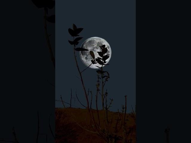 Beautiful Moon  Good Night Status #shorts​ #nature​ #moonlight​ #shortvideo