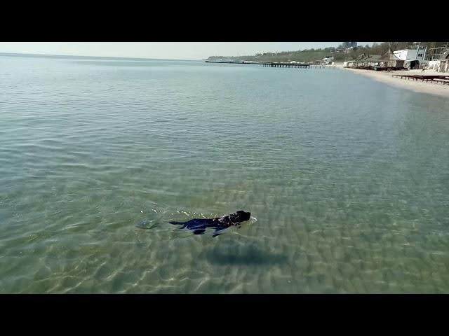 Labrador swims in the sea with a ball