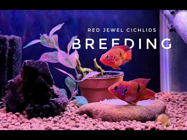 Red Jewel Cichlid (Short Body) Breeding