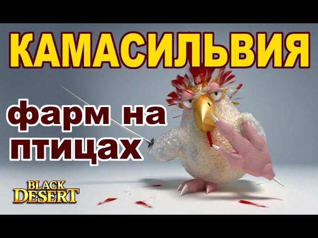 Black Desert (MMORPG) - Фарм сладких петушков в Камасильвии.  Фарм серебра в BDO