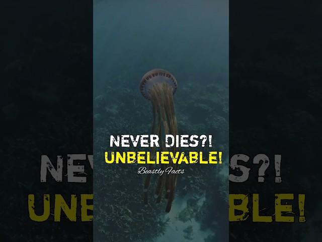 This Jellyfish Can Live Forever! - Animals Fact Beastly Facts - #animalfacts #youtubeshorts