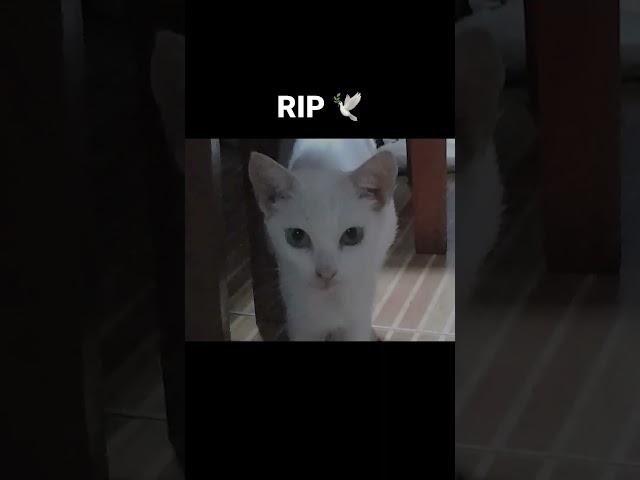 RIP Letuzawa Cat ️