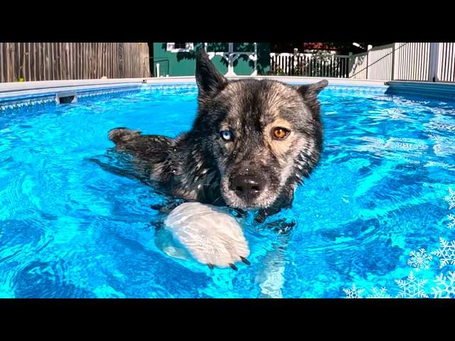 Will The Puppy Jump In the Pool First?   Husky Swimming Pool Party