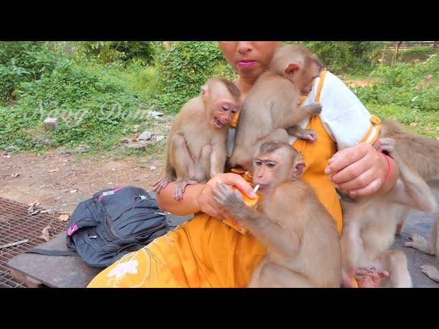 Orphan Lucy and Apollo always cry shaking body when KT Mom distributes milk to all of them