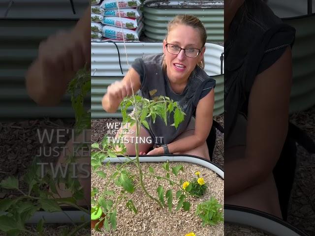 How To Make A Bamboo Trellis For Tomatoes  (or ANY climbing plants)