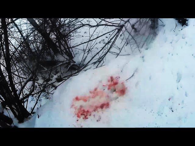 Тропление хитрого подранка - Финал - Охота на зайца / Hare hunting