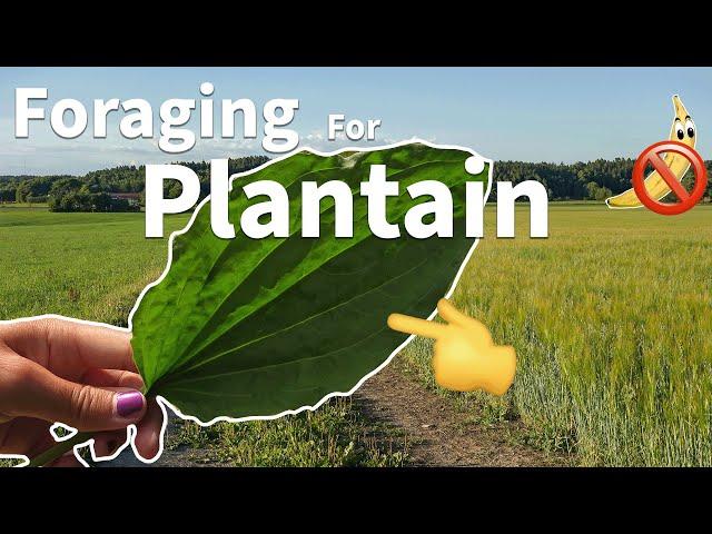 Foraging For Plantain 