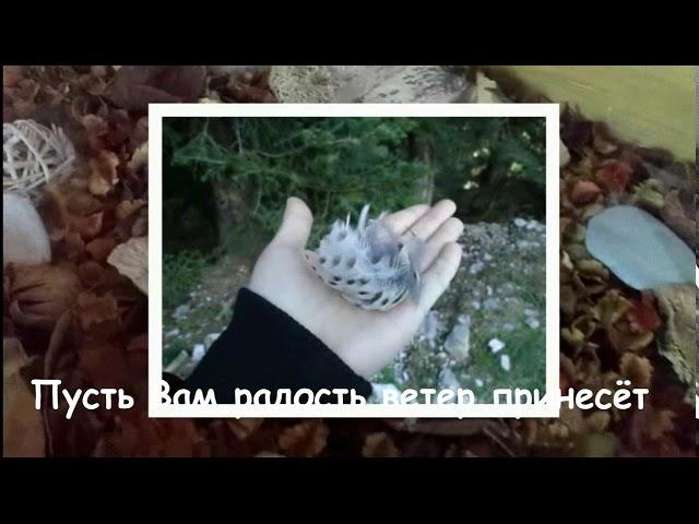 До Свиданья Осень!  Последний День Осени ! //Horses, Donkeys & Katrin