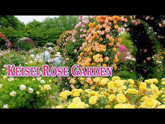 Keisei Rose Garden 2021 Spring. #京成バラ園 #rose