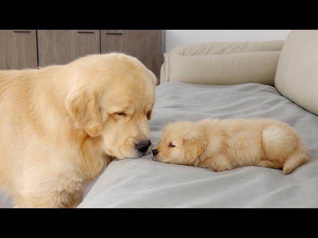 What Does A Golden Retriever Do When It Finds A Sleeping Puppy