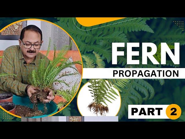 How to Propagate Fern by Root Division I Fern Plant Propagation I Taarun Chopraa