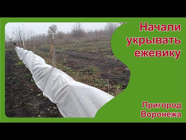 Начали укрывать ежевику. Пригород Воронежа