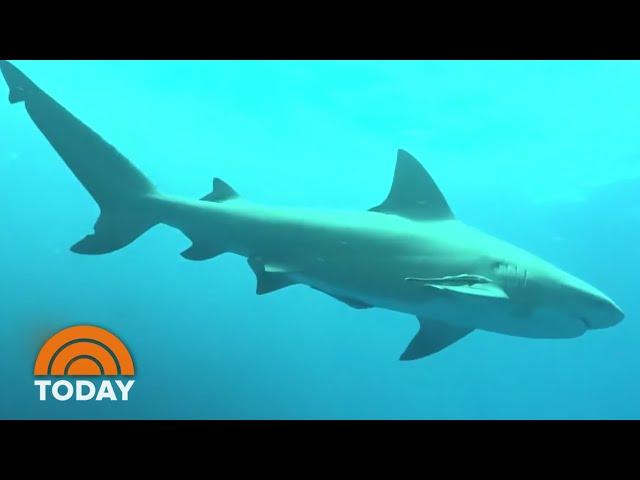 How To Have A Safe Shark Diving Experience | TODAY