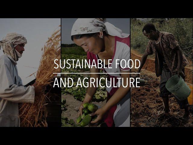 FAO Policy Series: Sustainable Food and Agriculture