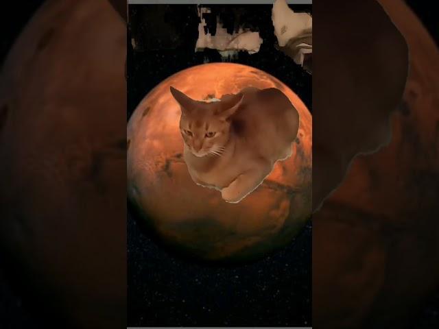 кот марс на марсе