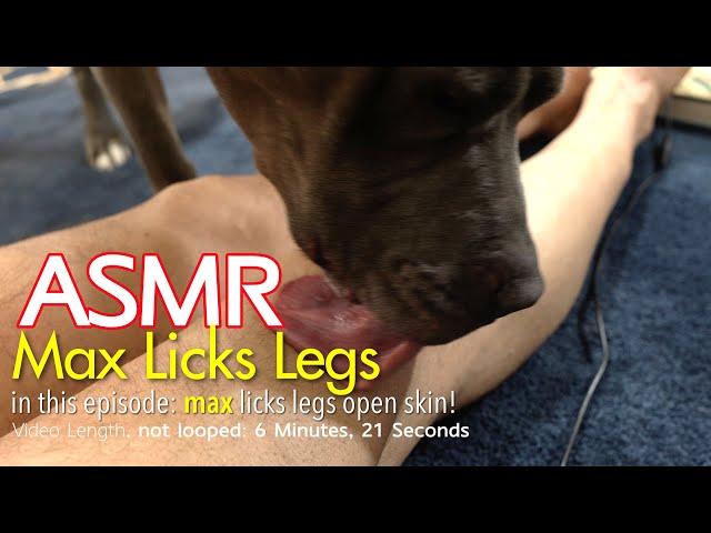 Max Licks | Legs | ASMR DOG LICKING | No Talking