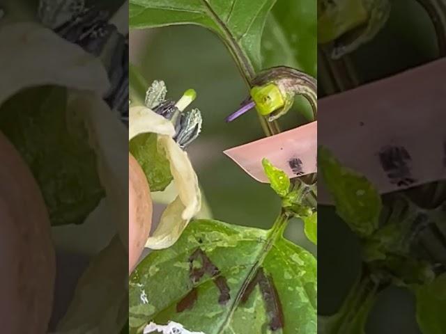 Watch the dust fly as this Mammoth Jalapeno has his way with this lonely pistil. 09 February 2023