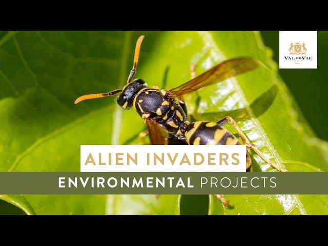 Alien wasps in the Western Cape | Environmental Projects on Val de Vie Estate