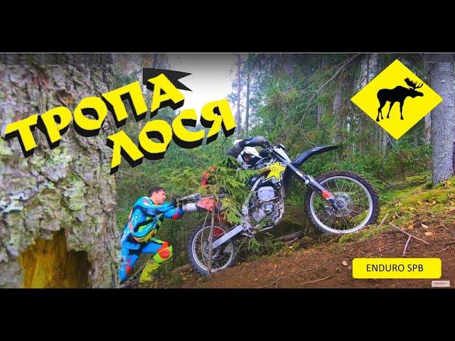 Тропа лося, новая трасса для Hard Enduro 2020 в ленинградской области