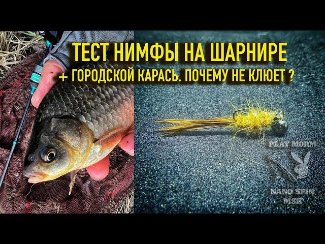 Нашел пруд для карасевого турнира, по мормоспиннингу.