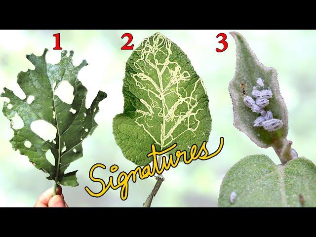 WHAT IS EATING MY PLANTS?  | Common Garden Pest Control using Leaf Signatures