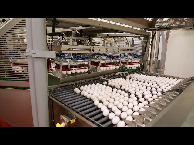 Inside a Canadian Egg Breaking Facility