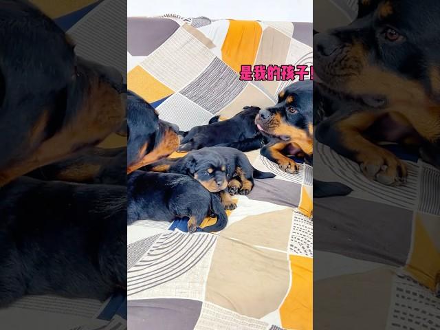 大房和二房为了争夺孩子的抚养权，差点打了起来#一坨 #rottweiler #rottweilerpuppy #向威和一坨 #老友狗狗 #pets #萌宠 #宠物 #funny #搞笑 #狗狗