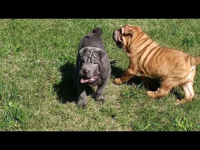 Шарпей щенки. Sharpei puppies