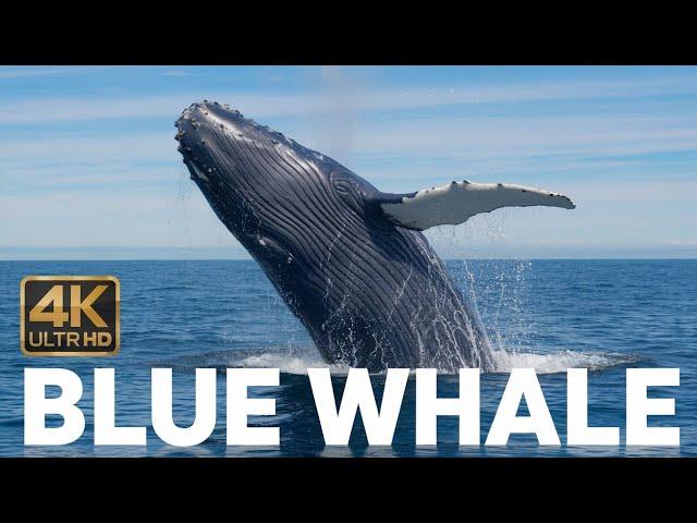 Blue Whale the Largest Animal on Earth.