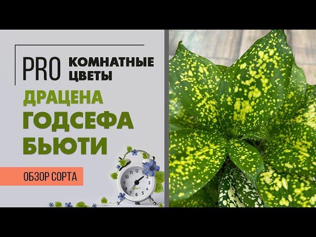 Драцена Годсефа Бьюти - необычный сорт драцены | Яркая солнечная красотка для комнатного озеленения