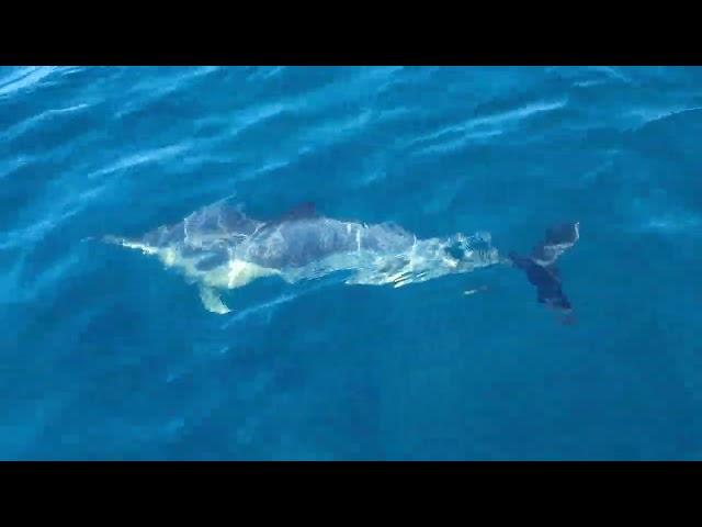 Common Dolphins - trip on the Catamaran ‎@MarineDiscovery    #Wildlife #Nature #Cornwall