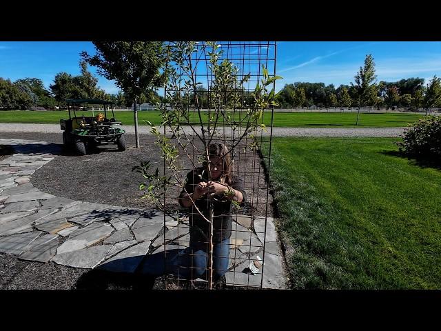 Planting an Apple Arbor & Tagging the Roses I Want to Keep from the Rose Garden! 