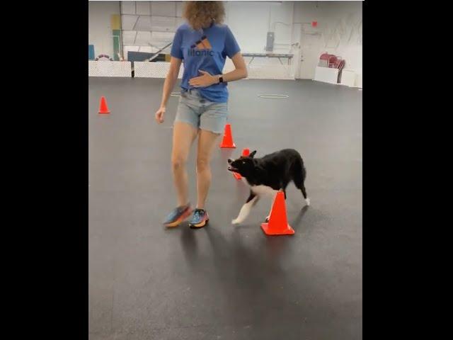 Maisie and I try a little game in obedience class.