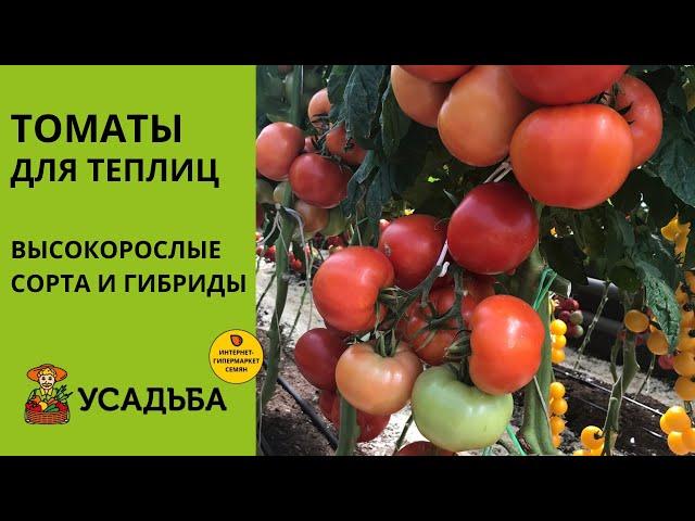 Высокорослые томаты для теплицы | Обзор сортов