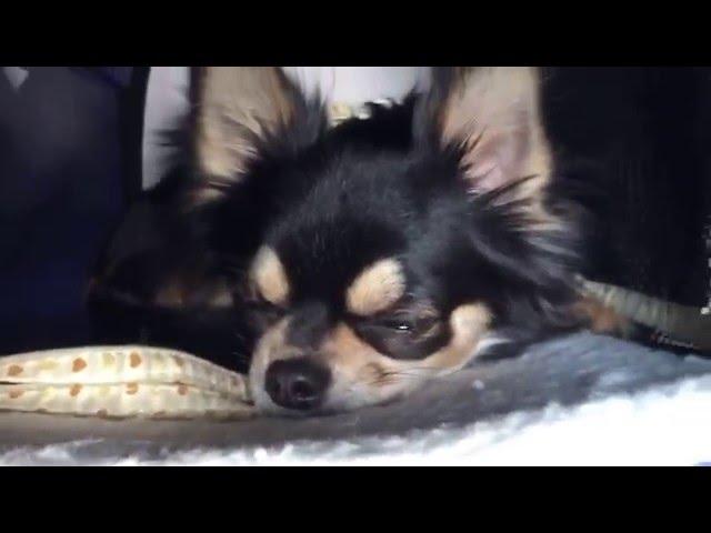 Cute Black Tan Chihuahua sleeping in a car ｜1 year old｜by Misa from Tokyo to Paris