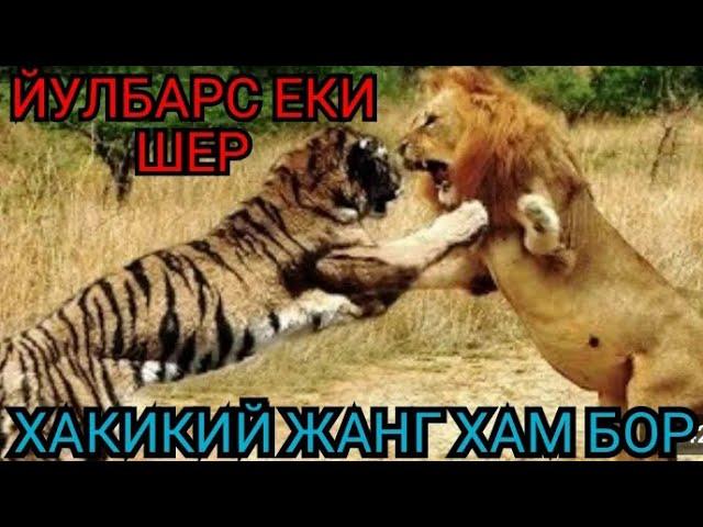 Шер ва йулбарс жанги Хакикий жанг хам бор #шер_ва_йулбарс_жанги #обуна булинг