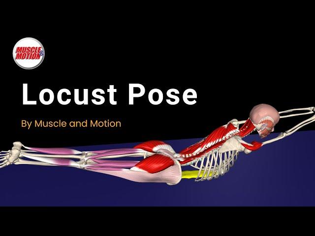 Master the Locust Pose: Strengthen Your Back & Fix Mistakes