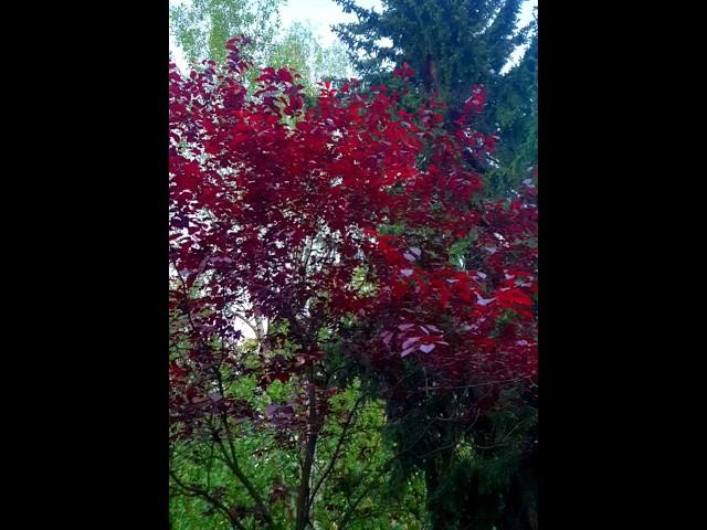 Spring RED TREE in the Evening ️ #short #relax #meditation #nature #forest #birds #redtree #spring