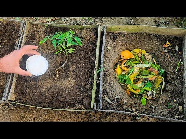 The BIGGEST Tomato Harvest Ever! Try This Unbelievable Method!