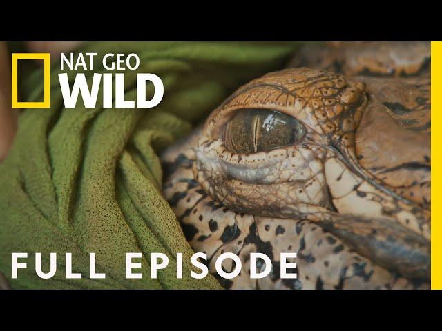 Crocodile Rescue (Full Episode) | Jungle Animal Rescue