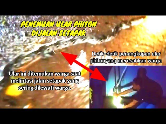 Penemuan ular phiton besar ‼️ Detik-detik penangkapan ular phiton besar #infocikondang