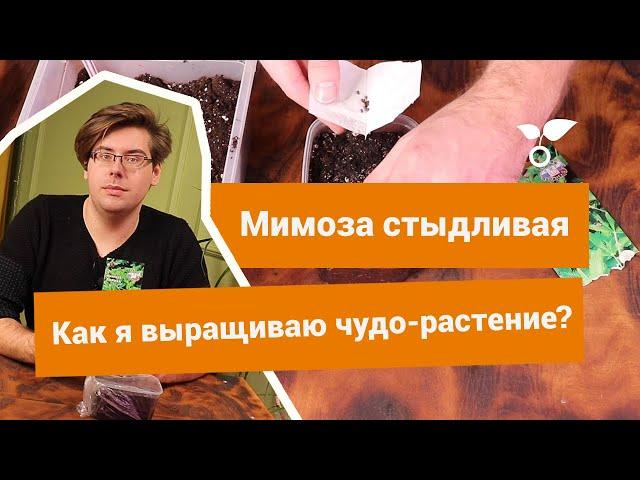 Мимоза стыдливая: выращиваем правильно