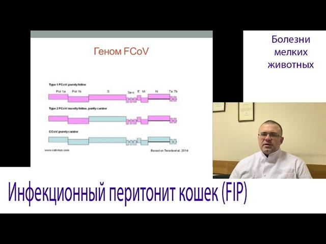 Инфекционный Перитонит Кошек (FIP, FCov-инфекция Кошек, Коронавирус)