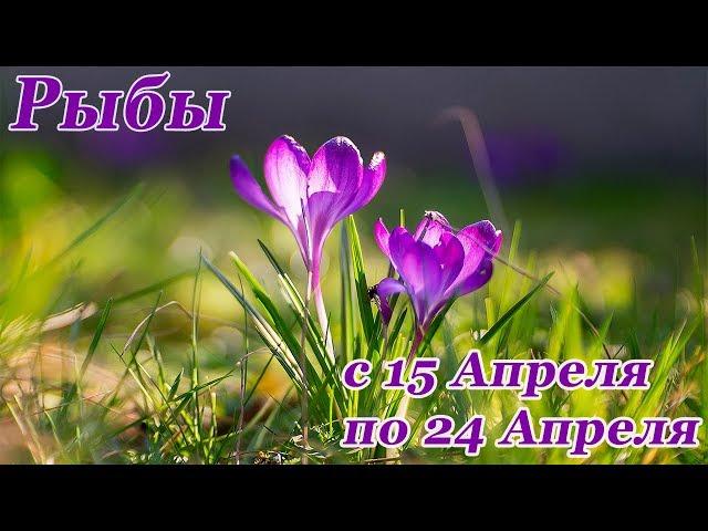 РЫБЫ. гороскоп-расклад на 15,16,17,18,19,20 Апреля 2019 года. Ленорман\Таро ОНЛАЙН гадание.