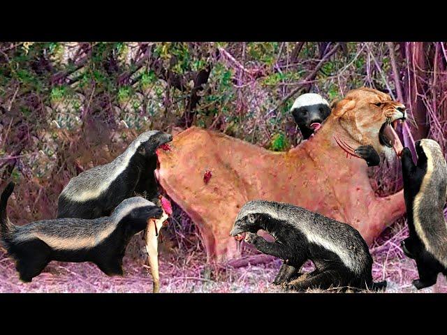 OMG! Lion Lost Miserably In The Battle With The Honey Badger► This Is Why Honey Badgers Are Immortal